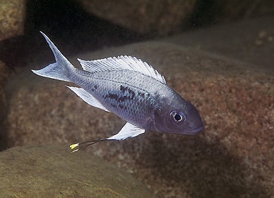 Ophthalmotilapia ventralis 'Chituta Bay'